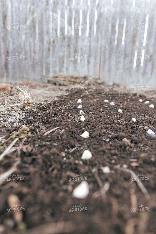 Planting Garlic 162041