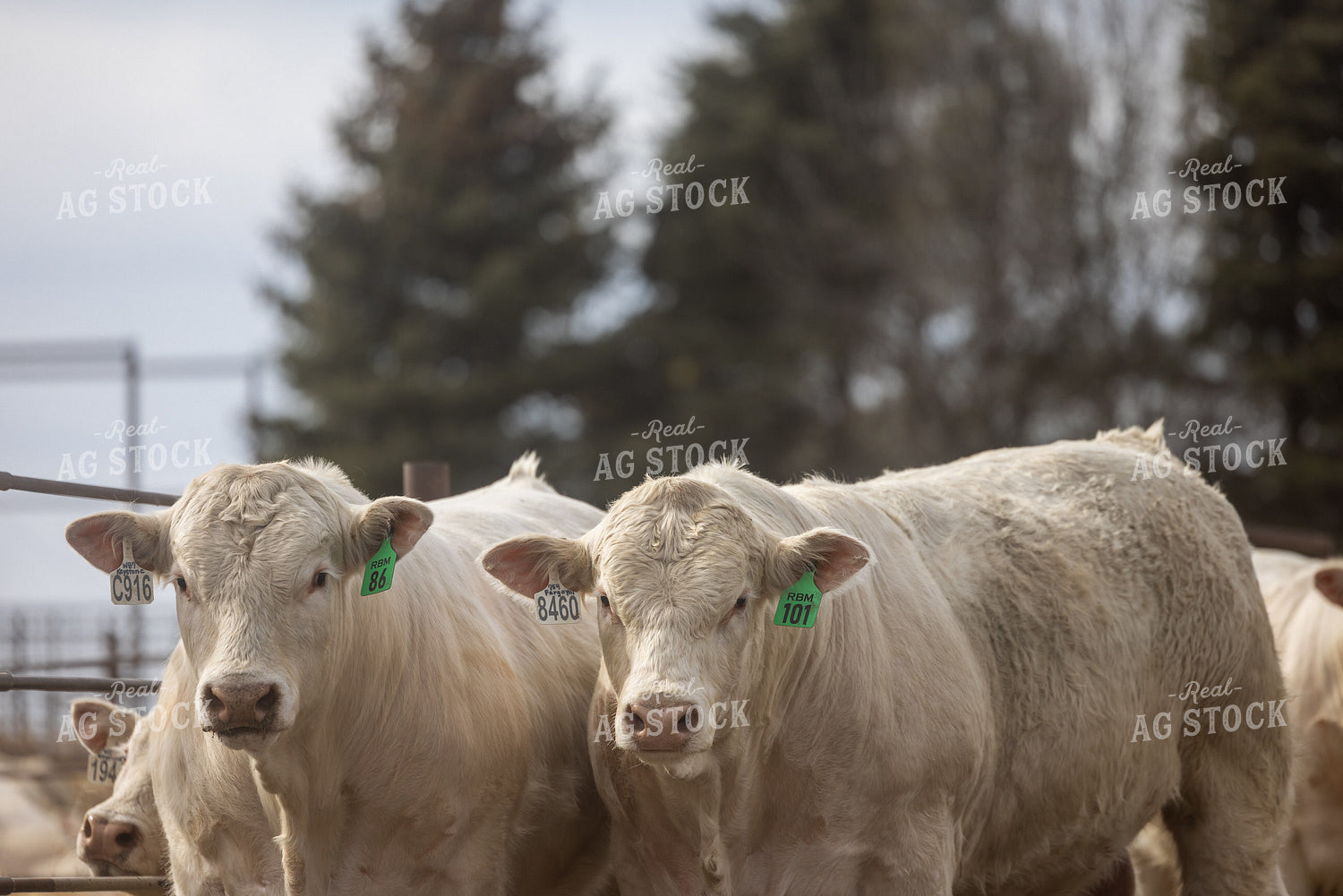 Charolais Cattle 72192