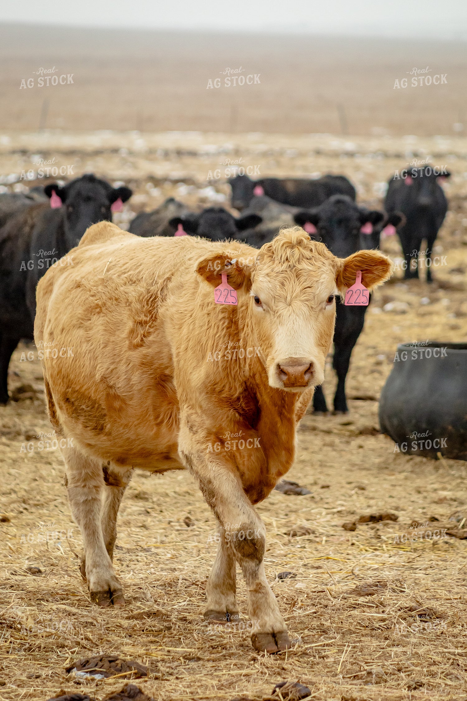 Cattle on Pasture 155335