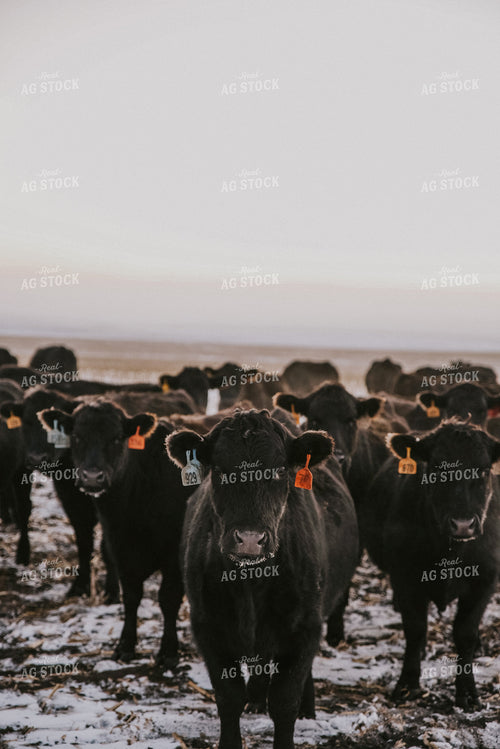 Cattle Grazing on Corn Stalks 68015