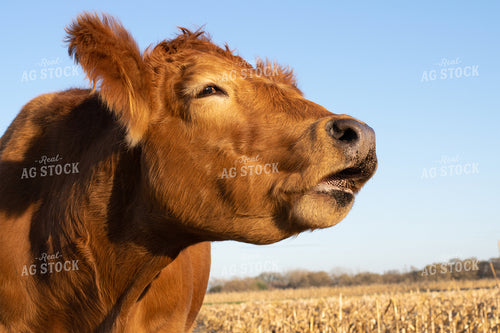 Cow in Cornstalks 50001