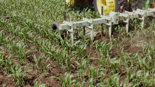 Ripping Corn 239322