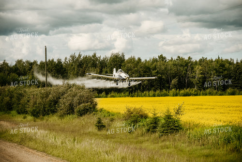Crop Duster Spraying Canola Field 64138