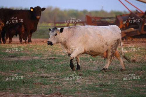 Cattle on Pasture 160312