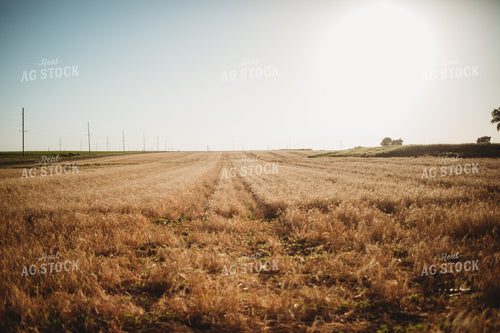 V3 Soybeans in Rye Cover Crop 5796