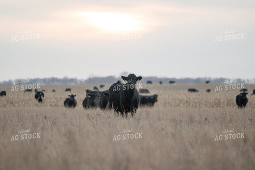 Angus Cattle in Pasture 72023