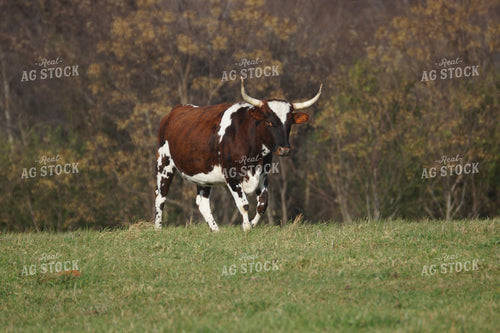 Cow in Pasture 126001