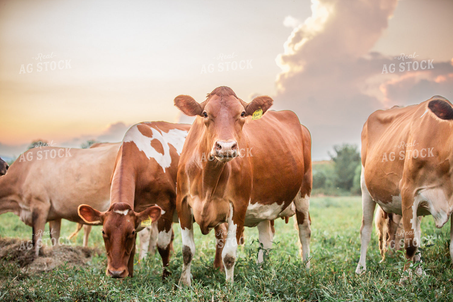 Guernsey Dairy Cows 270590