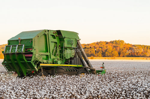 Cotton Harvest 128048