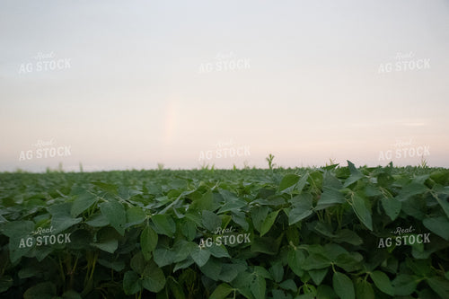 Rainbow Over a Soybean Field 25286