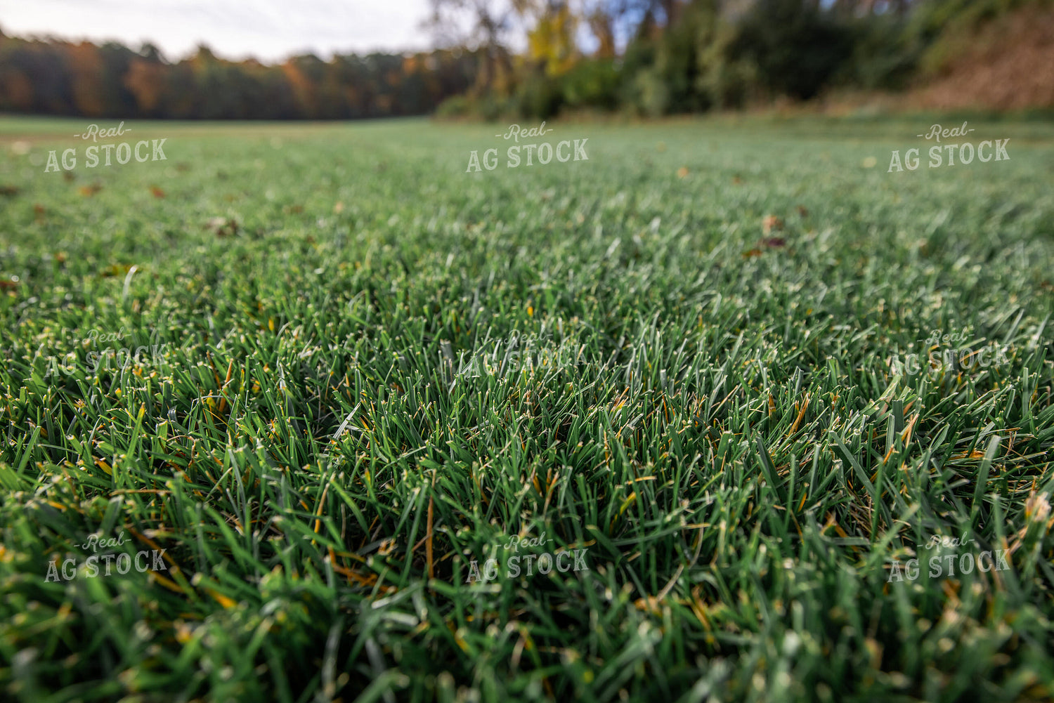 Turf 270335