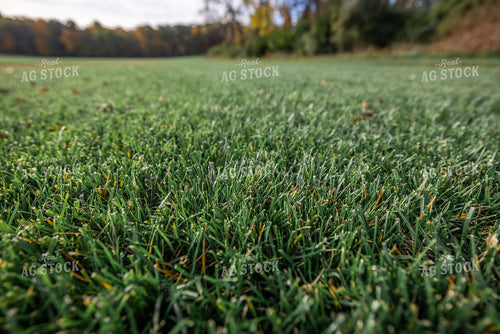 Turf 270335