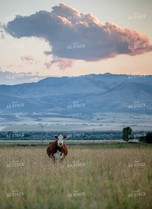 Hereford Cow in Pasture 81059