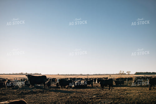 Steers in Feed Lot 53064