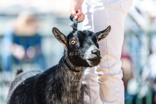 Goat in Show Ring 107001