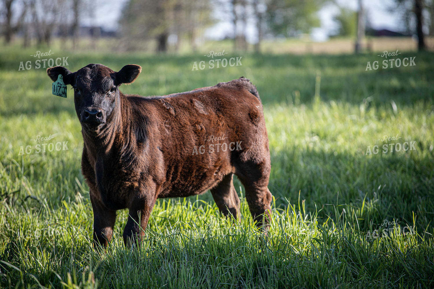 Black Angus Calf on Pasture 160392