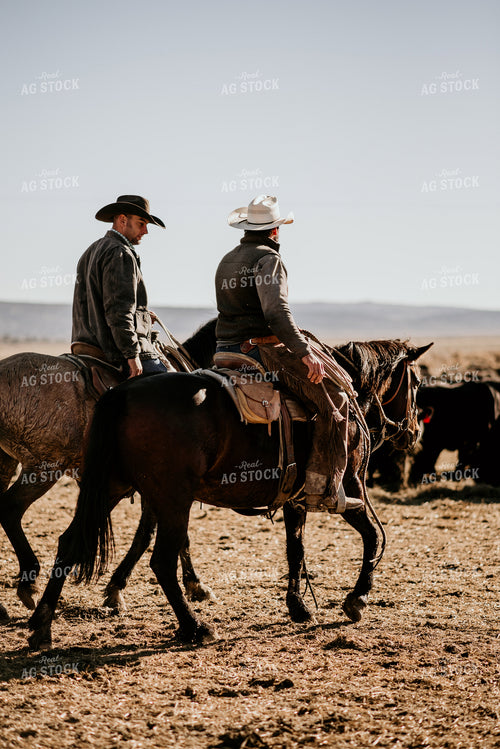 Ranchers in Pasture with Cattle 54022
