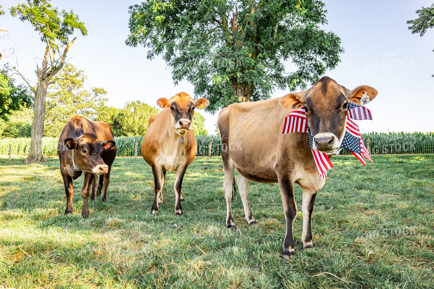 Patriotic Jersey Cow 270009