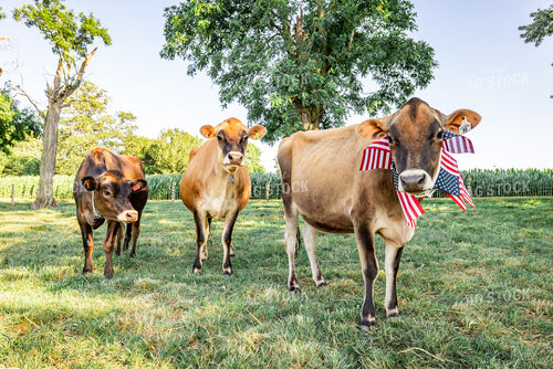 Patriotic Jersey Cow 270009