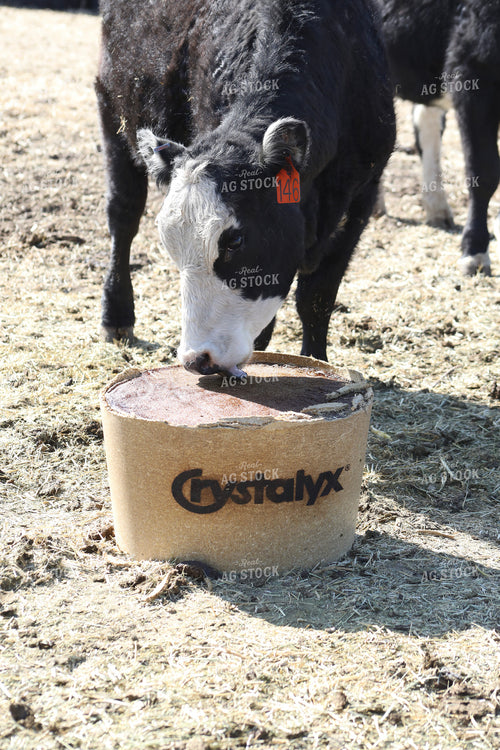 Angus Cow Licking Salt Block 117236