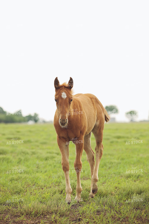Foal 127056