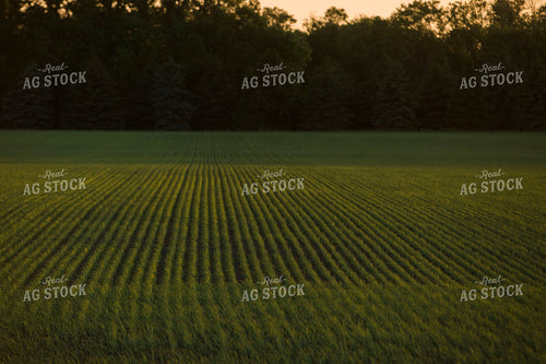 Green Wheat Field 5445