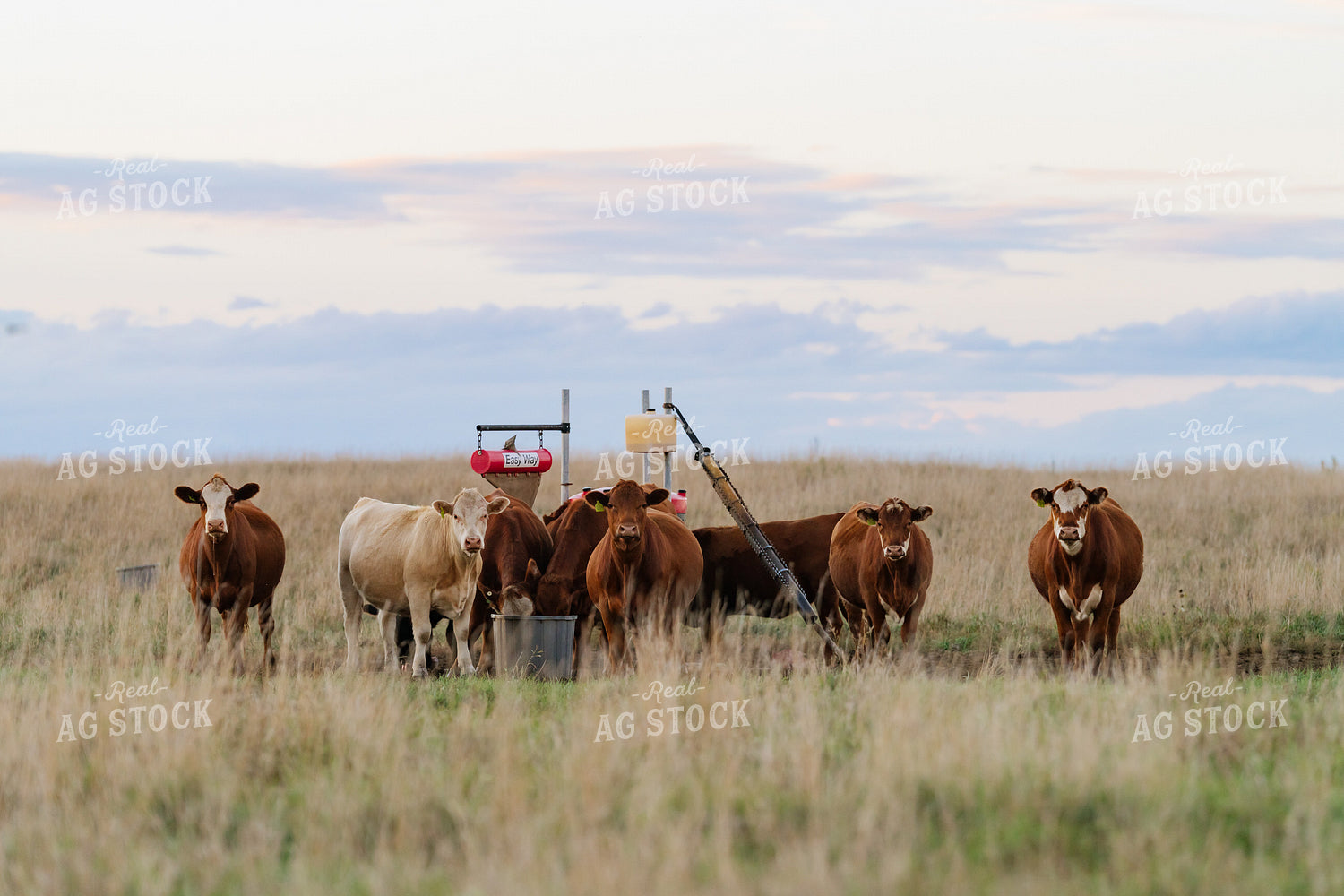 Cattle on Pasture 68334