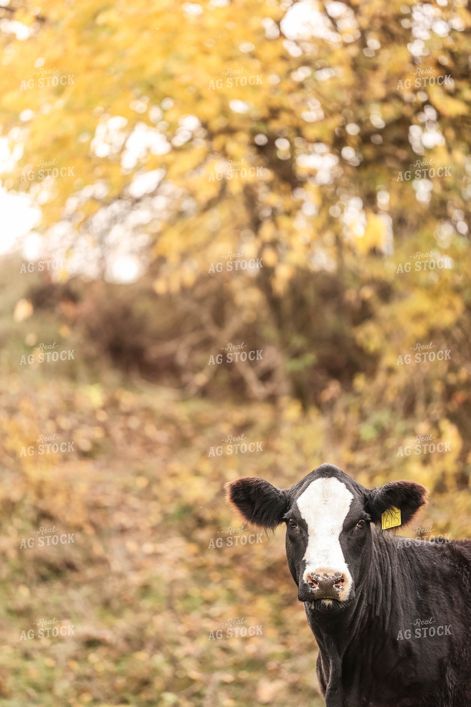 Simmental Cross Cow 230010