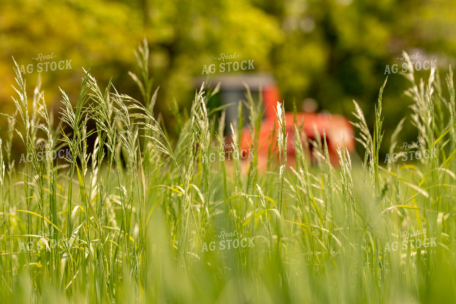 Harvesting Wheat for Baleage 157333