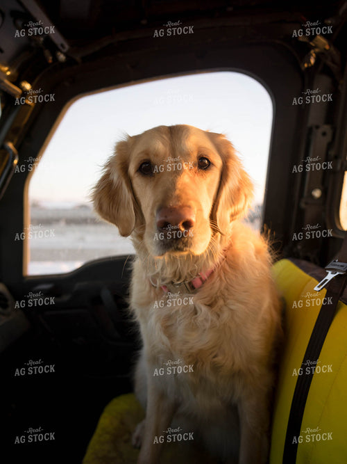 Dog Sitting in Side by Side 70162