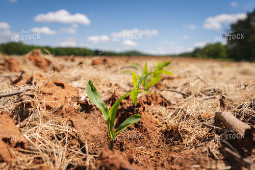 Corn Plants Sprouting 128018