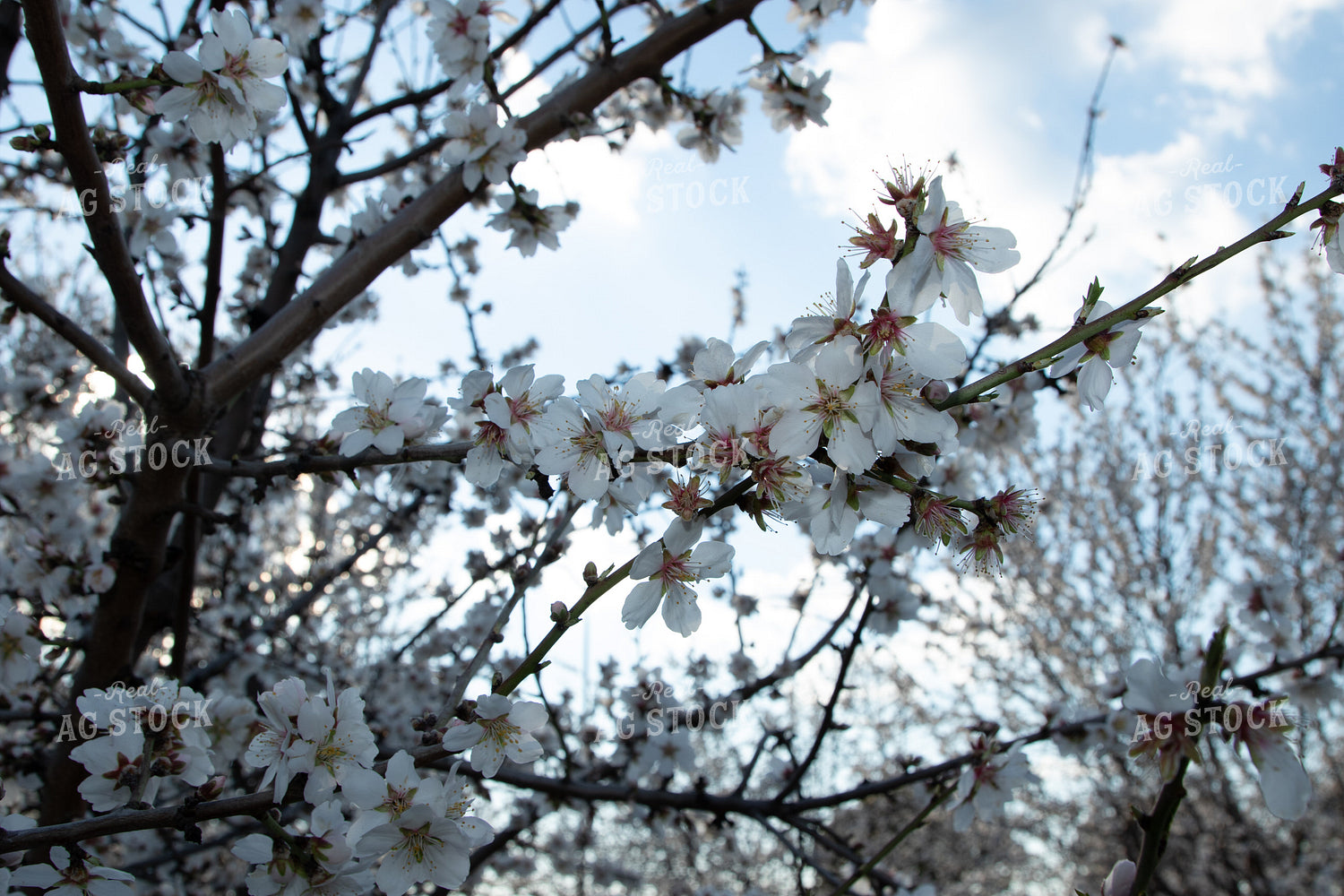 Flowering Almond Trees 105078