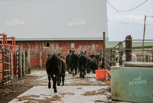 Angus Cows in Farmyard 77092