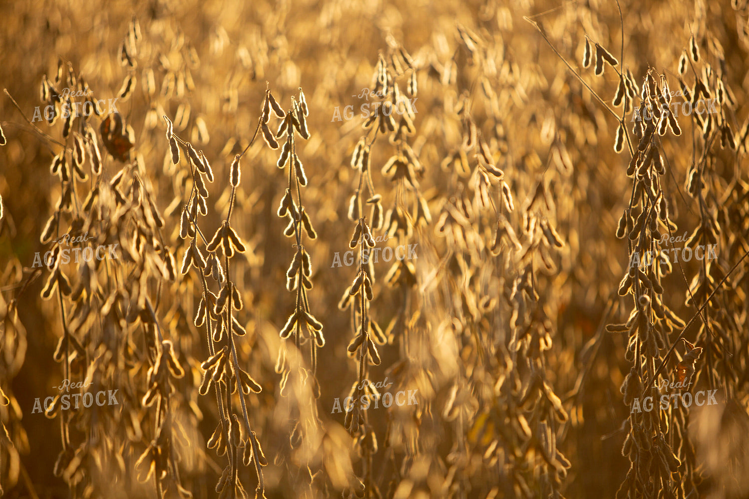 Soybeans - Dry 1536