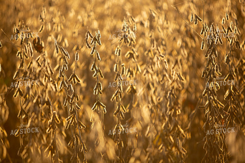 Soybeans - Dry 1536