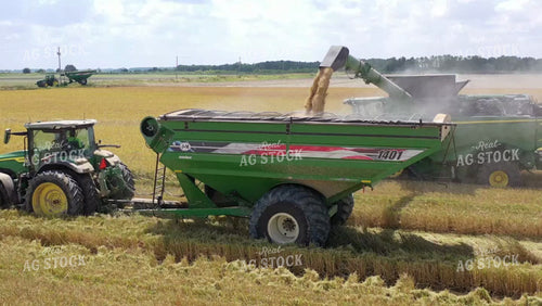 Rice Harvest 79429