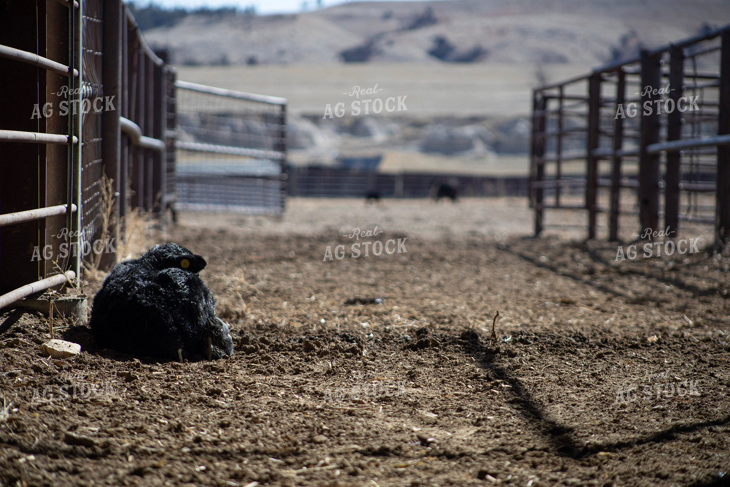 Angus Calf 117291