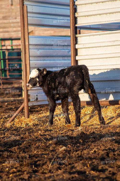 Calving Season 155540