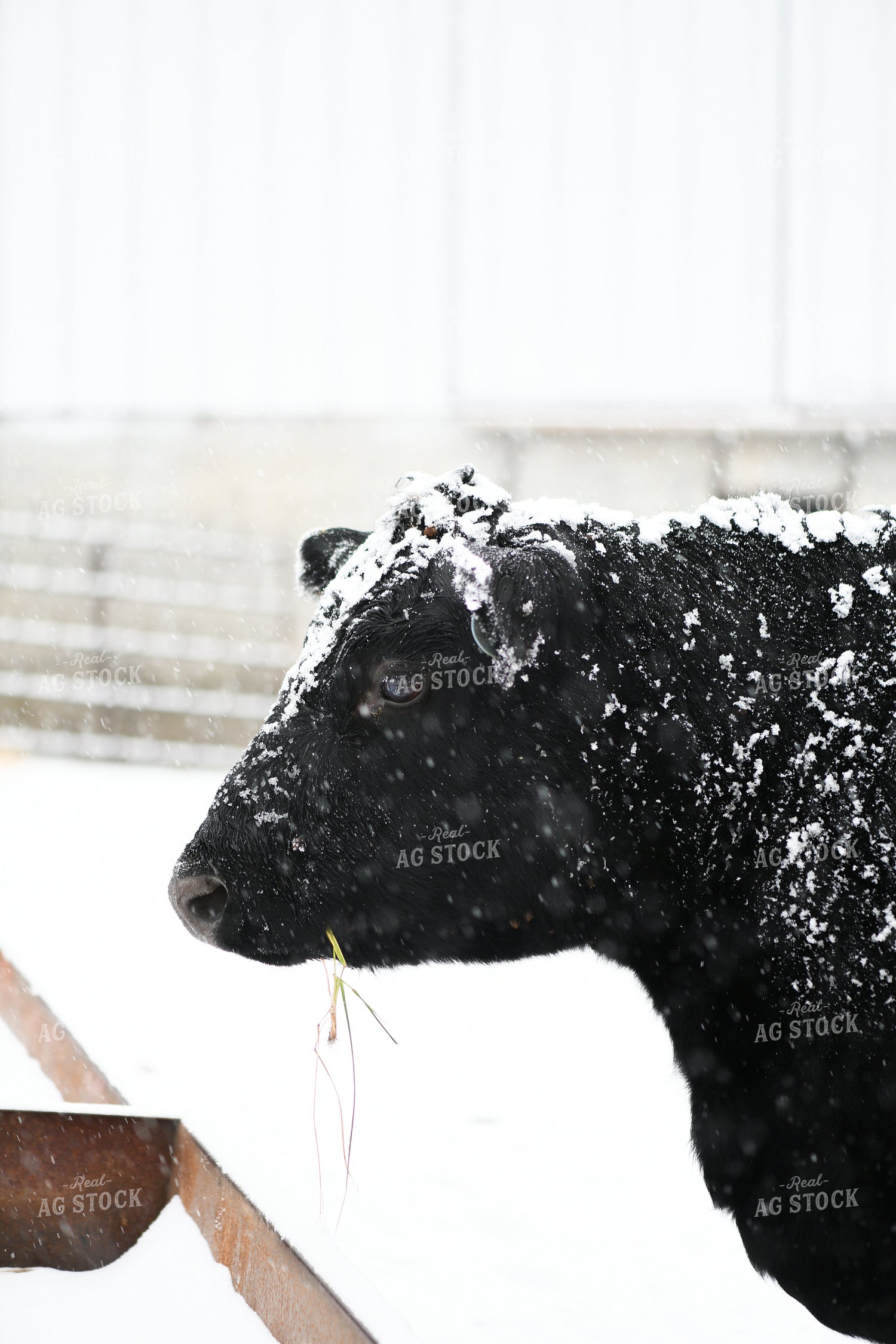 Angus Cattle on Snowy Pasture 191308