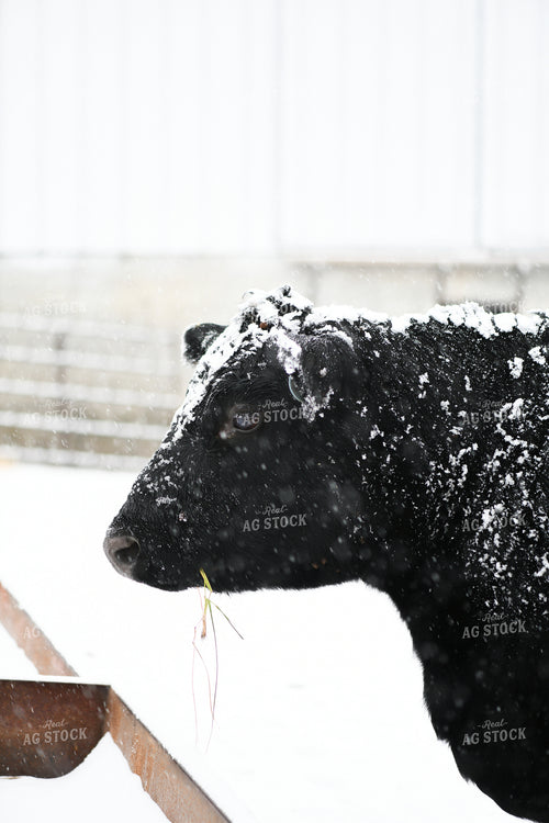 Angus Cattle on Snowy Pasture 191308