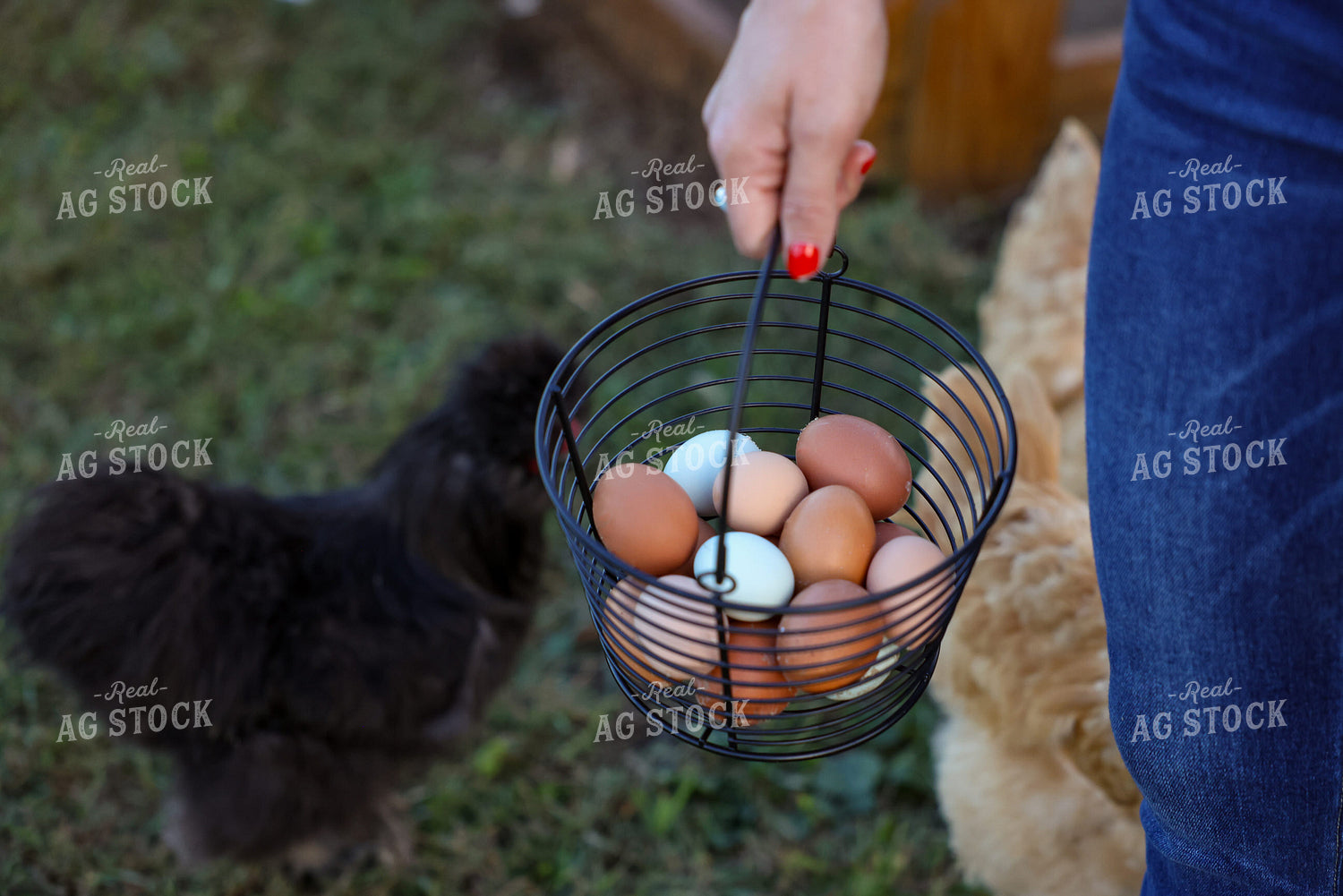 Eggs in Basket 90143