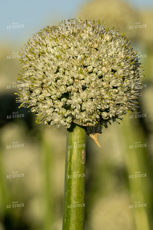 Onion Seed Close Up 65815