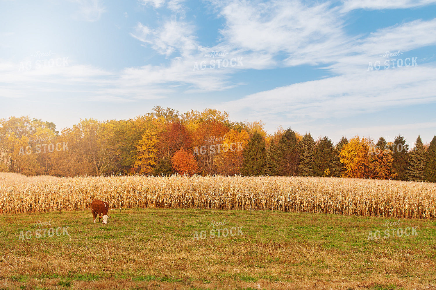 Cattle Grazing by Corn Field 150009