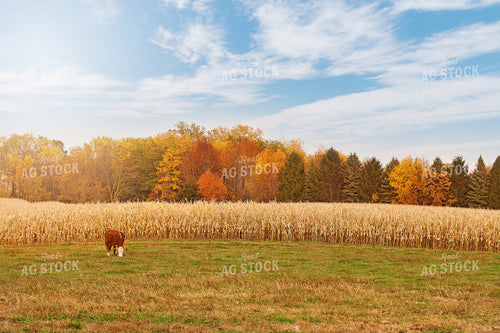 Cattle Grazing by Corn Field 150009