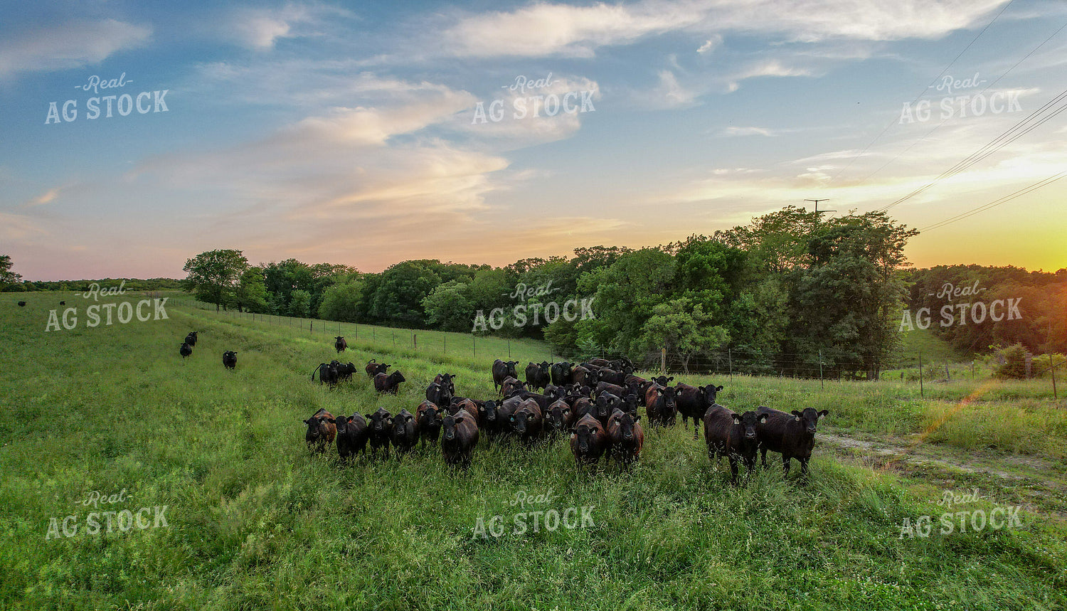 Aerial of Cattle on Pasture 261060