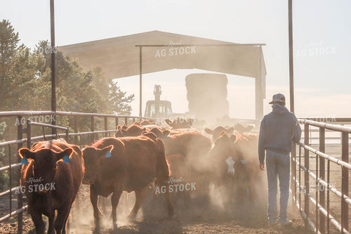 Rancher With Cattle in Farmyard 97020