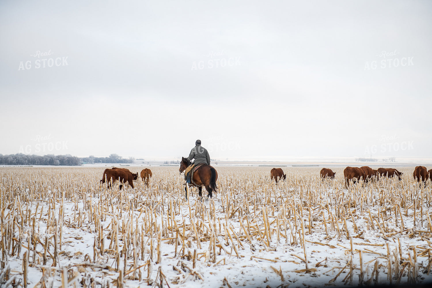 Rancher on Horseback Herding Cattle 212064
