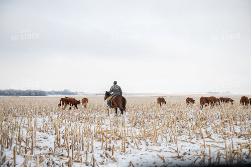 Rancher on Horseback Herding Cattle 212064