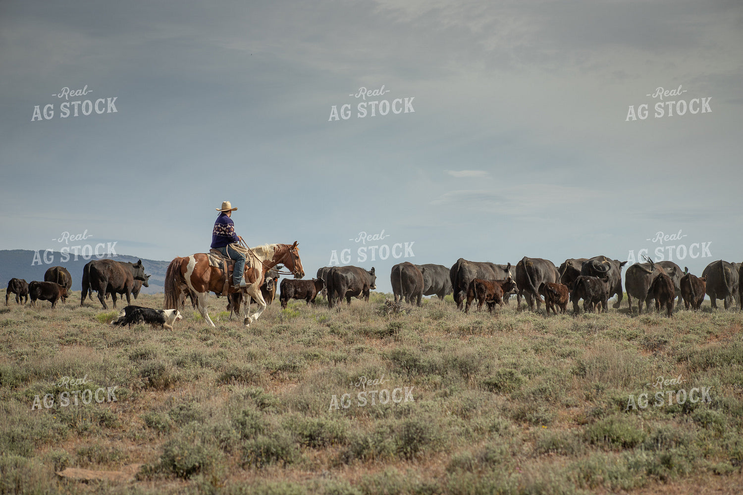 Rancher Moving Cattle on Horseback 78224
