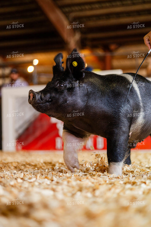 Pig at Livestock Show 97196